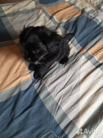 В добрые руки