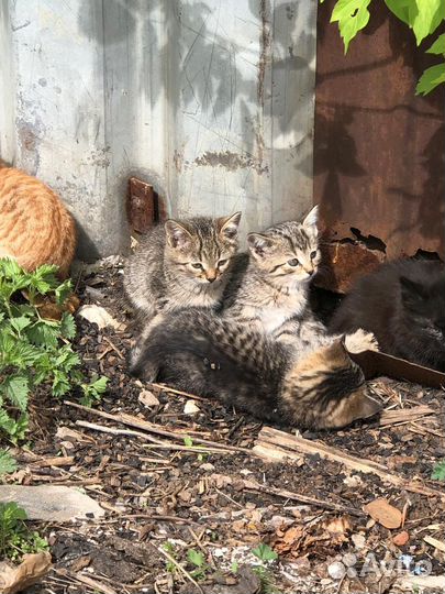 Котята