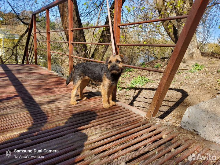 Щенки бордер терьера