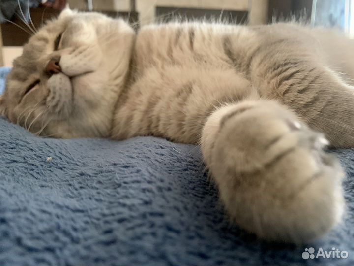 Шотландский кот на вязку