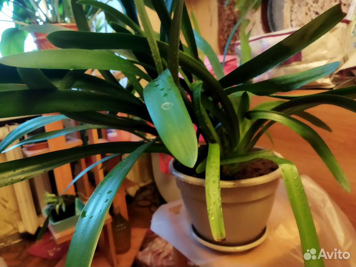 Комнатные растения