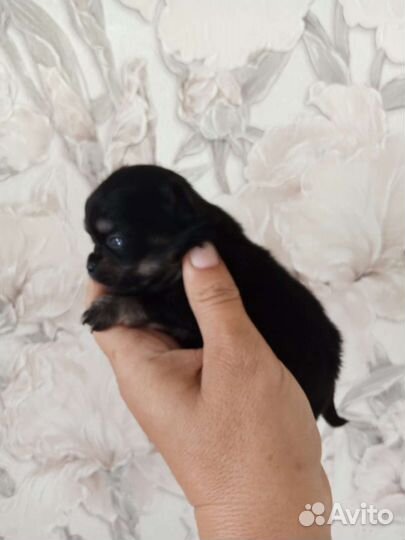 Чихуахуа мини