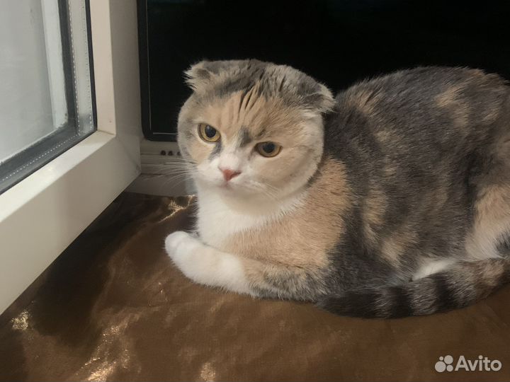 Отдам в добрые руки