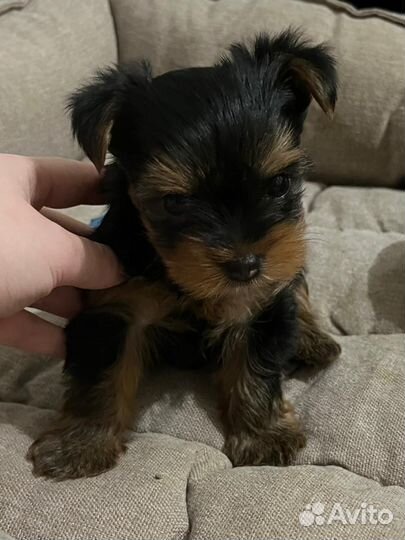 Йоркширский терьер щенки