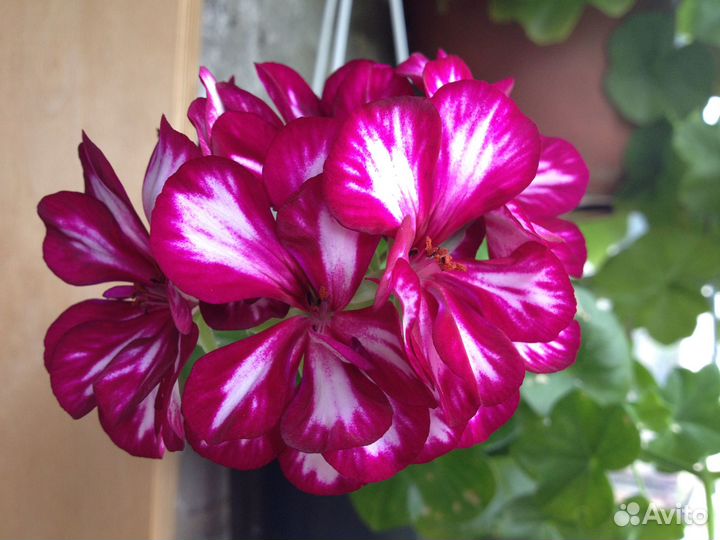 Черенки пеларгоний и фуксий на срез