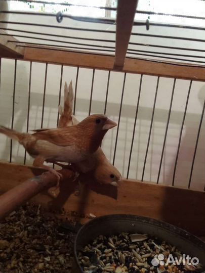 Канарейки поющие и амадины от заводчика