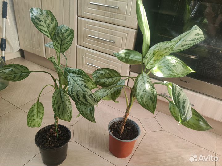 Комнатные цветы