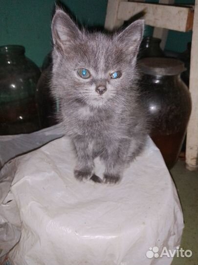 Домашние животные кошки