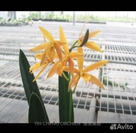 Орхидея каттлея