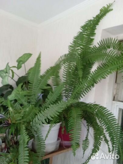 Изобилие комнатных растений