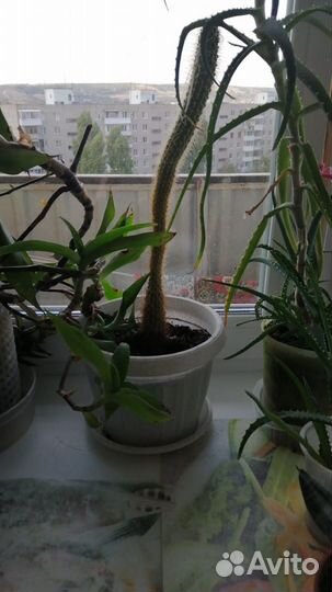 Домашние цветы