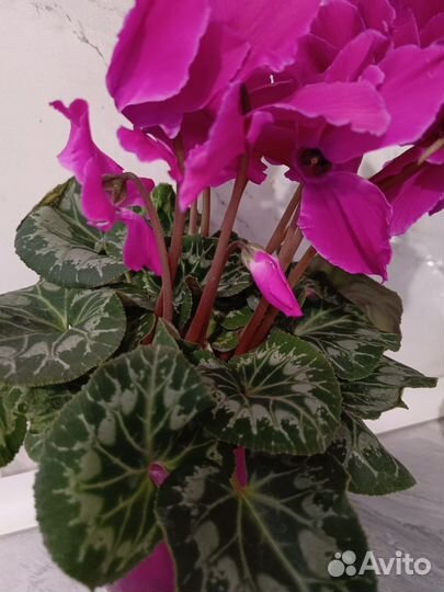 Цветы на 8 марта