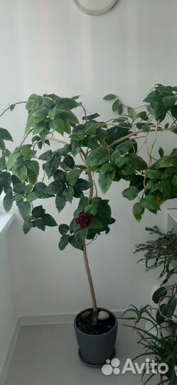 Гибискус китайская роза