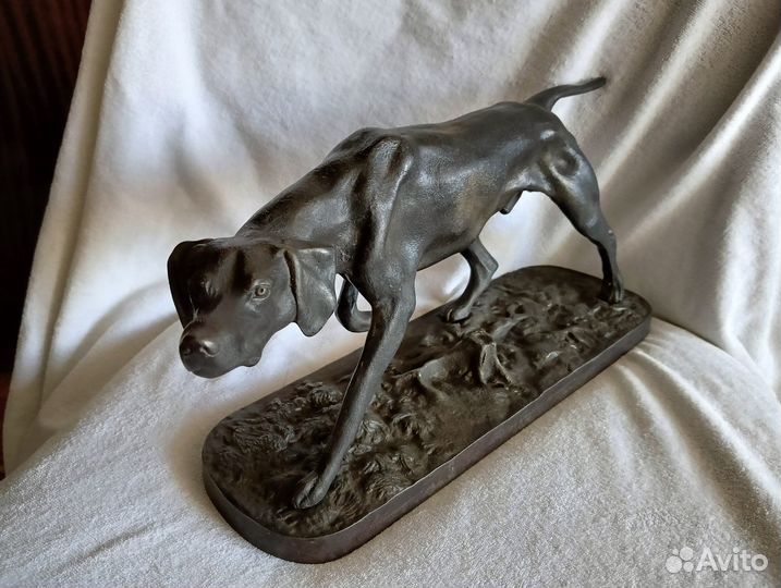 Касли пойнтер