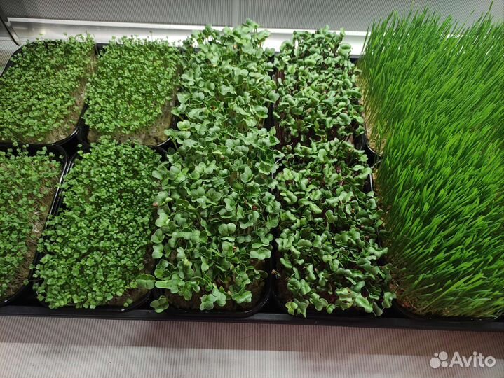 Семена для микрозелени