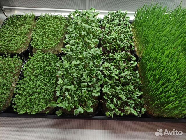 Семена для микрозелени