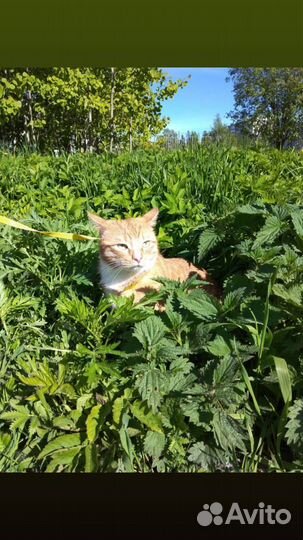 Передержка животных