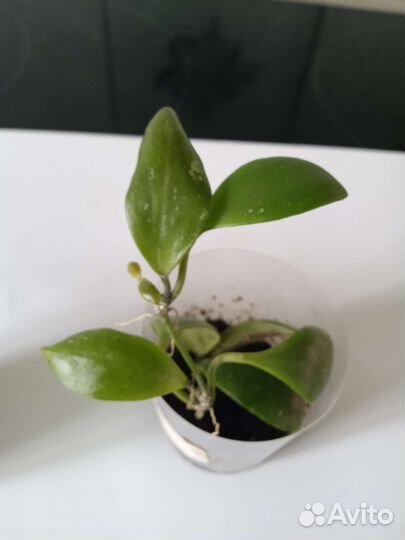 Укоренëнные хойи(Обновлено)