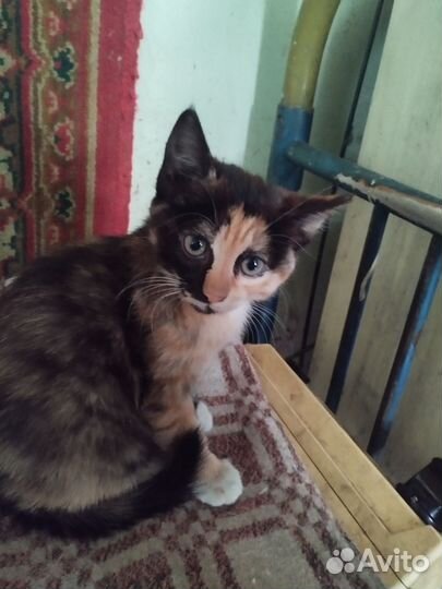 Отдам котят