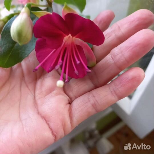 Альсобия, эписция, колерия, смитикодония,сини др