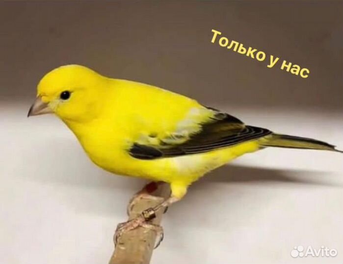 Кенара и канарейки