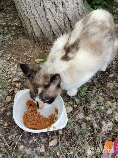 Кошечка ищет дом