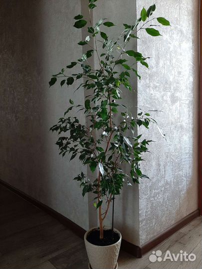 Продам Фикус бенджамина