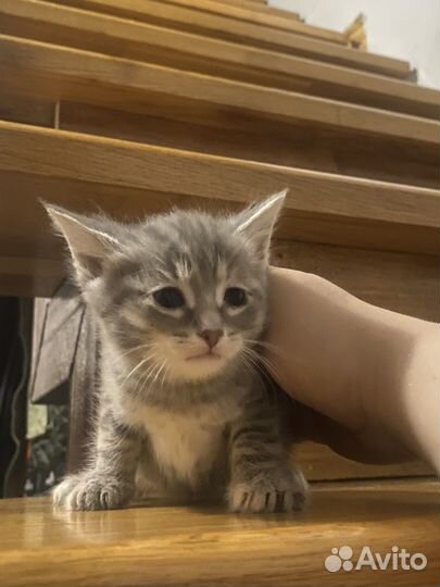 3 котенка в добрые руки