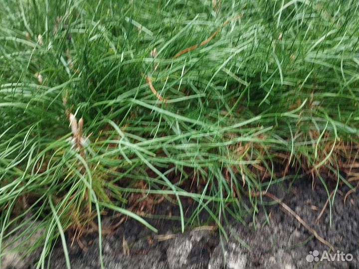 Сосна крымская