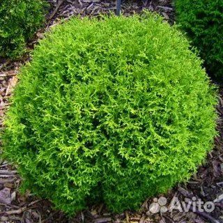 Туя западная Хозери