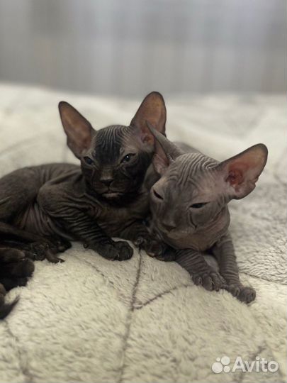 Котята сфинкс