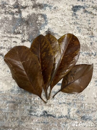 Магнолия опад