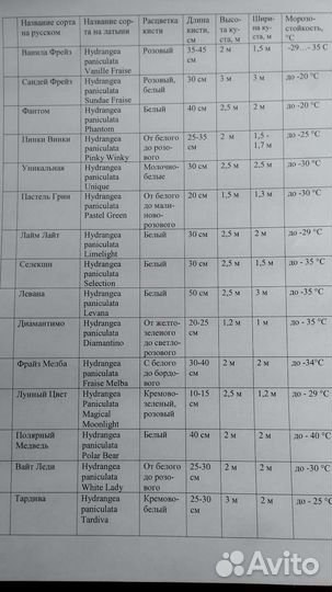 Цветущие гортензии