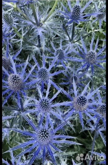 Синеголовник