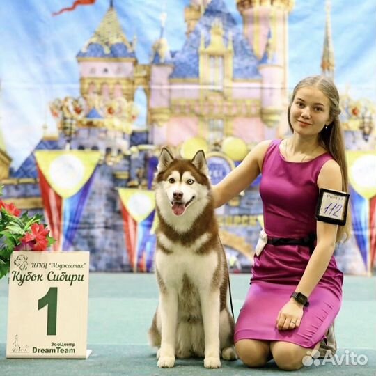 Хендлер, грумер, подготовка к выставке собак