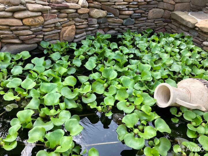 Растения для пруда