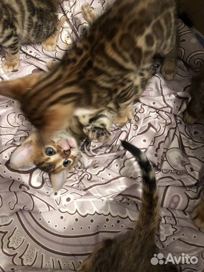 Бенгальская