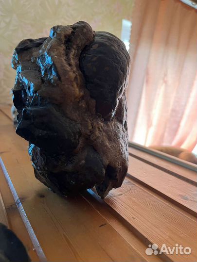 Окаменелости аммониты