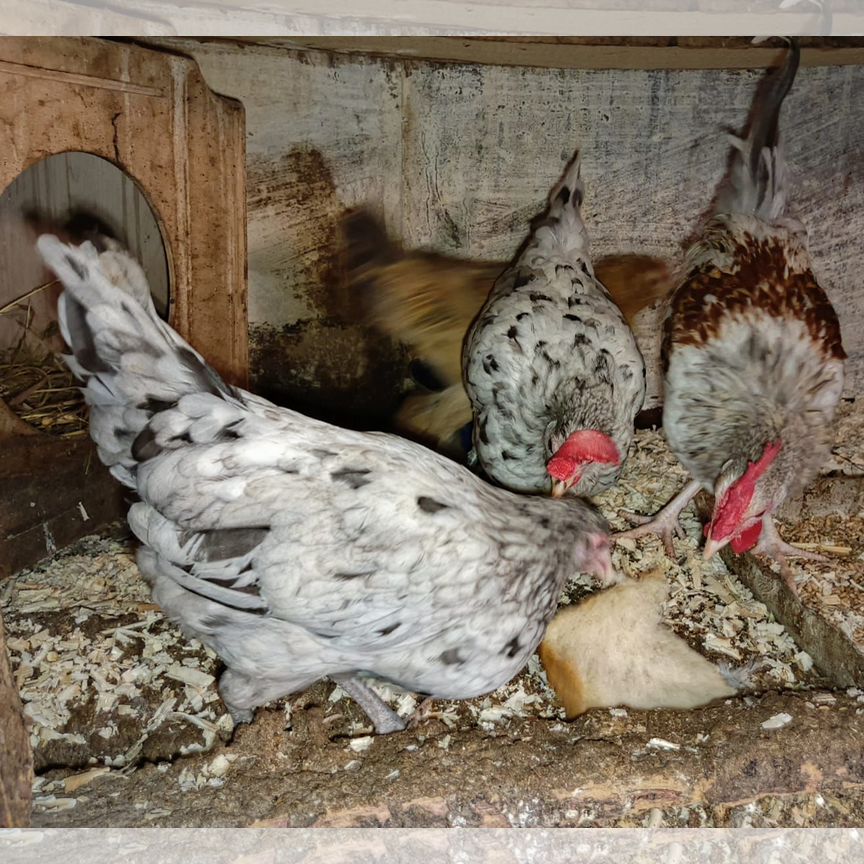 Ермакованың 2-үй порносы