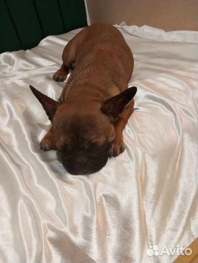 Французский бульдог