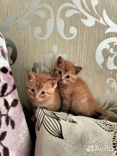 Отдам котят в добрые руки