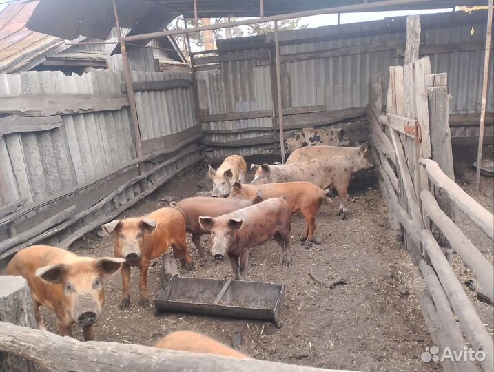 Продаю свиней