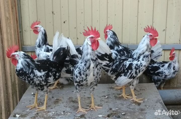 Петух леггорн далматинец