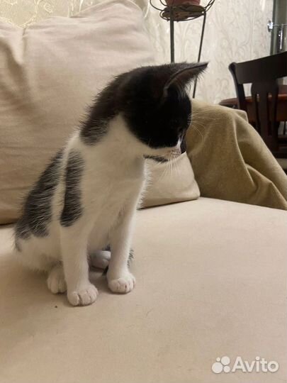 Котенок 2 месяца