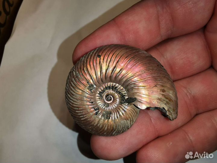 Аммонит Quenstedtoceras lamberti 52 мм