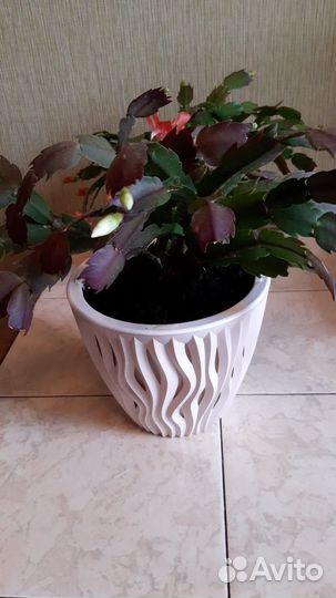 Декабрист шлюмбергера