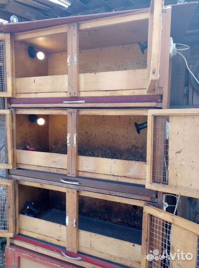 Брудер для подращивания птицы