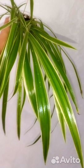 Декоративнолиственные