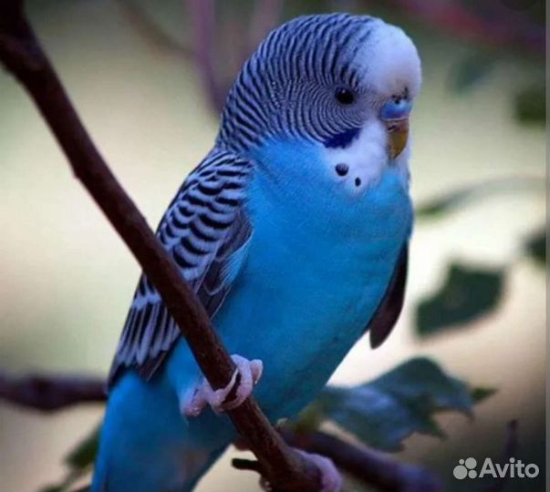 Волнистый попугай