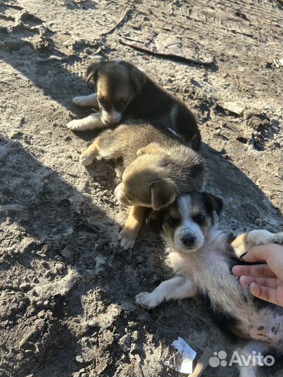 Гончьи кутята